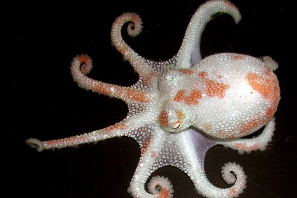 Kraken online