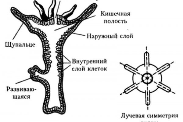 Кракен 15at