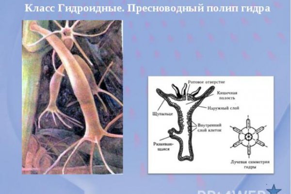 Darknet как войти